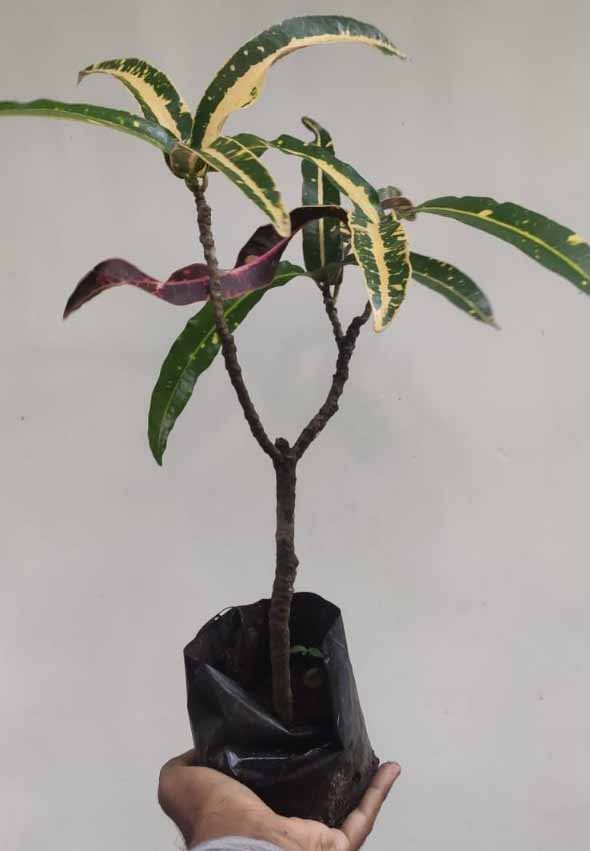 Croton