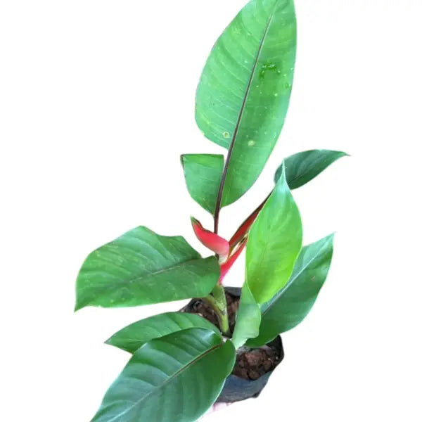 Heliconia Jamaica Dwarf