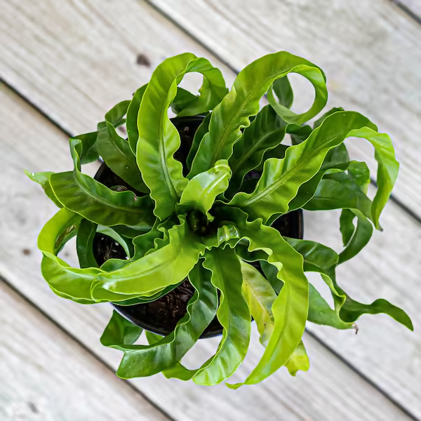 Asplenium antiquum 'Hurricane' fern