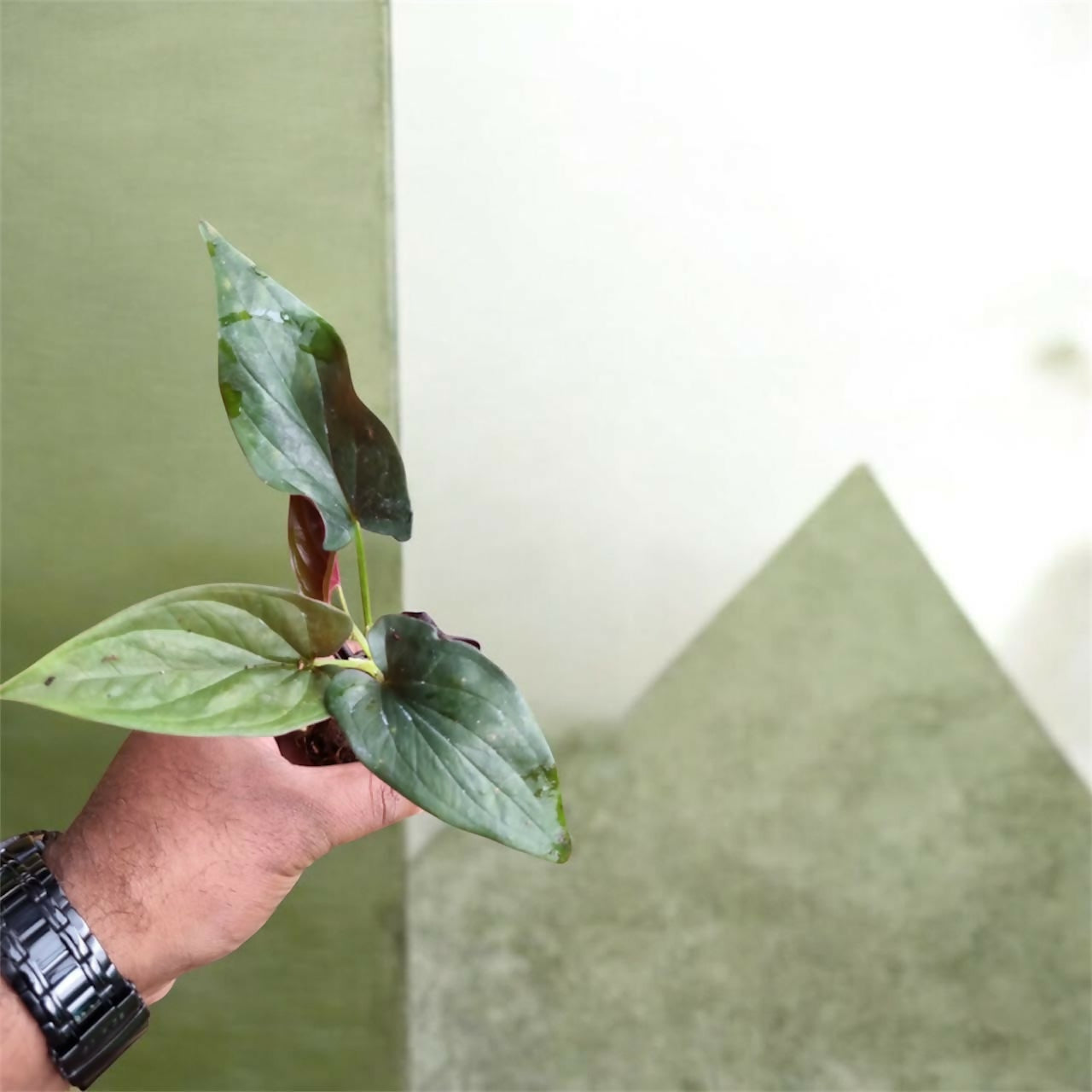 Syngonium erythrophyllum / Red Arrow syngonium / Black Syngonium