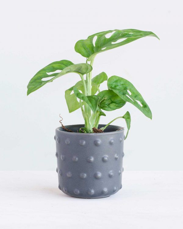 Monstera adansonii, Broken Heart Plant, Swiss Cheese Vine