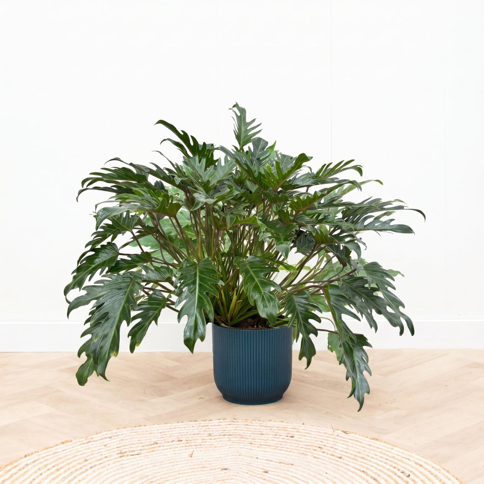 Philodendron Xanadu Green leaf details and texture – healthy indoor plant