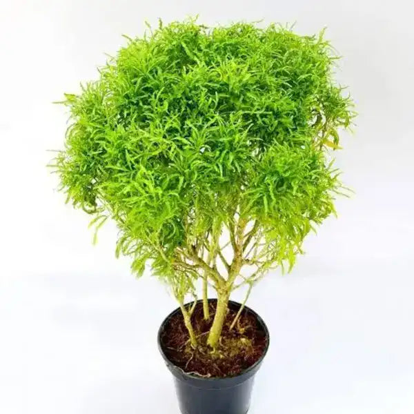 Aralia Ball Golden