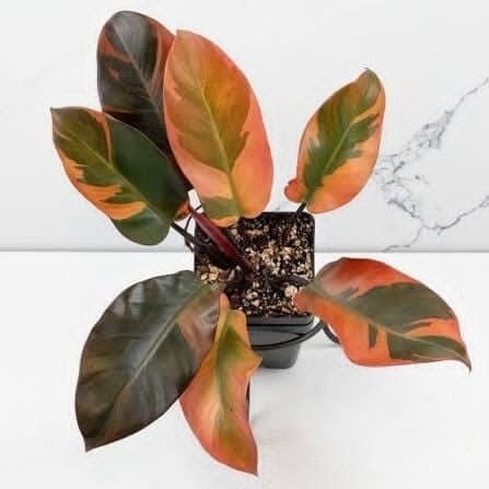 Philodendron Black Cardinal Variegated potted indoor plant – ships pan-India