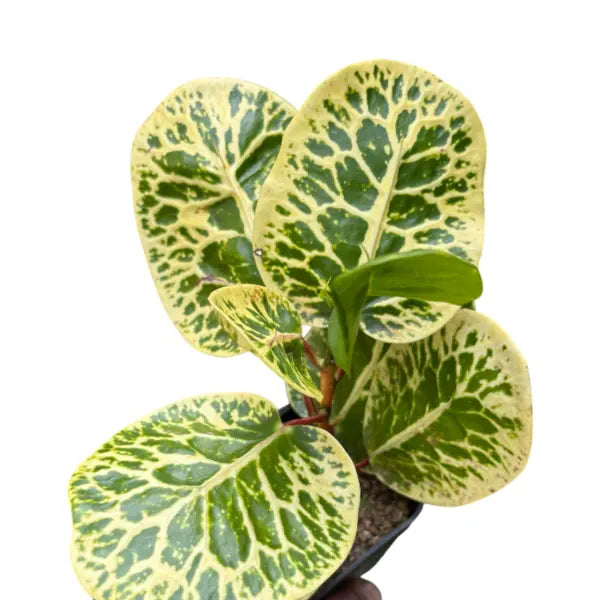Yellow Croton - Codiaeum variegatum Yellow