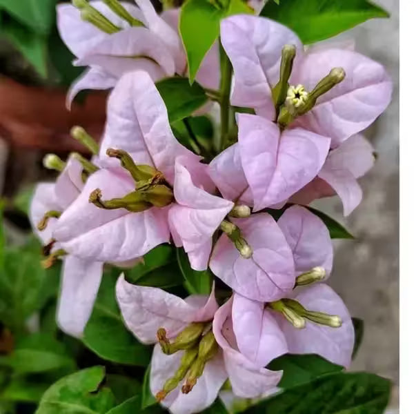 Bougainvillea spectabilis 'Rijnstar Lilac' purple