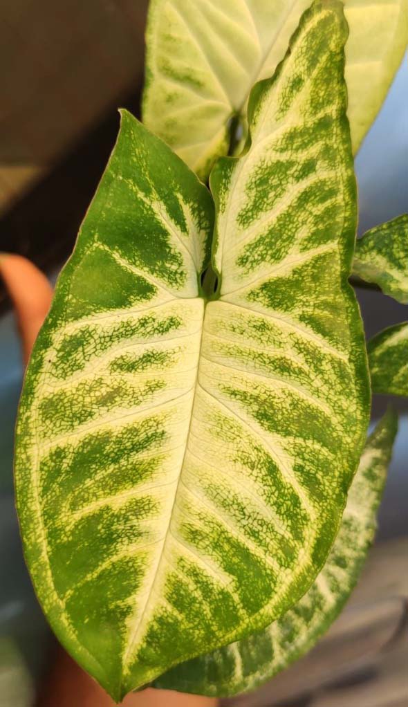 Syngonium Crow's Foot