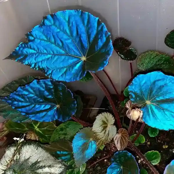 Begonia Pavonina - Super Rare