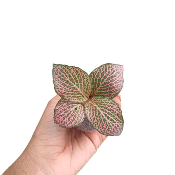 Pink Nerve Plant - Fittonia