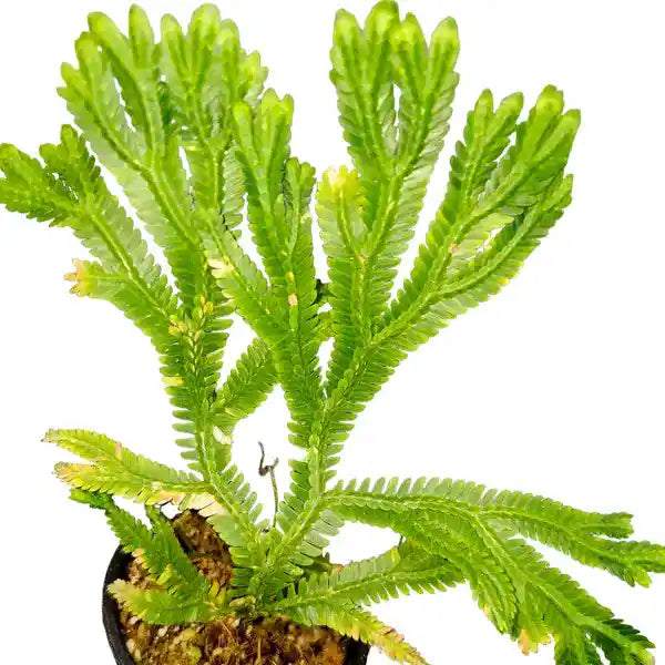 Selaginella Bombycina - Rare