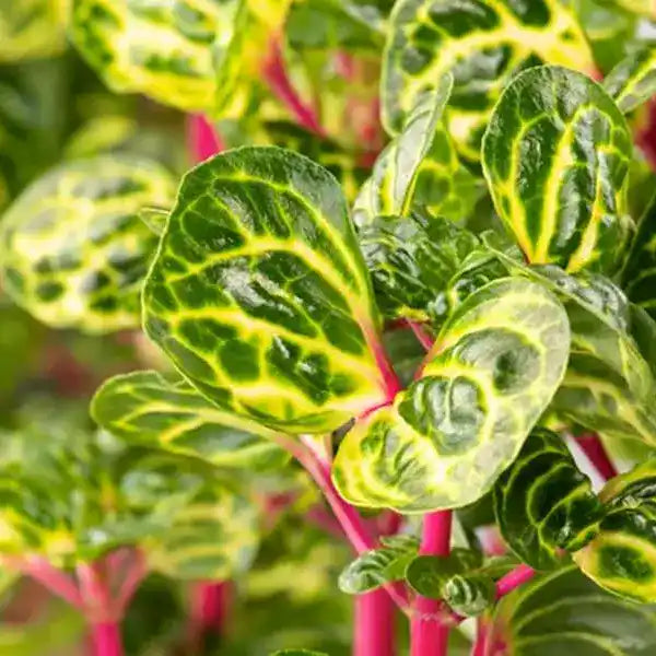 Iresine Herbsti Yellow