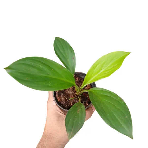 Spathiphyllum Peace Lily Hybrid