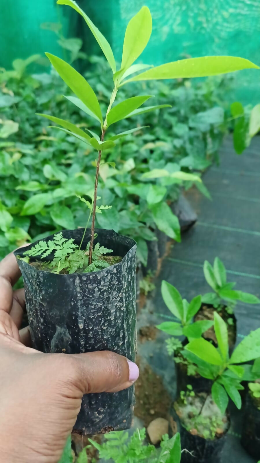 Yellow Grumichama – Live Grafted - Keyfarm Wayanad