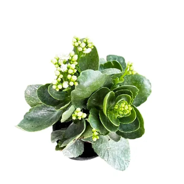 Kalanchoe White