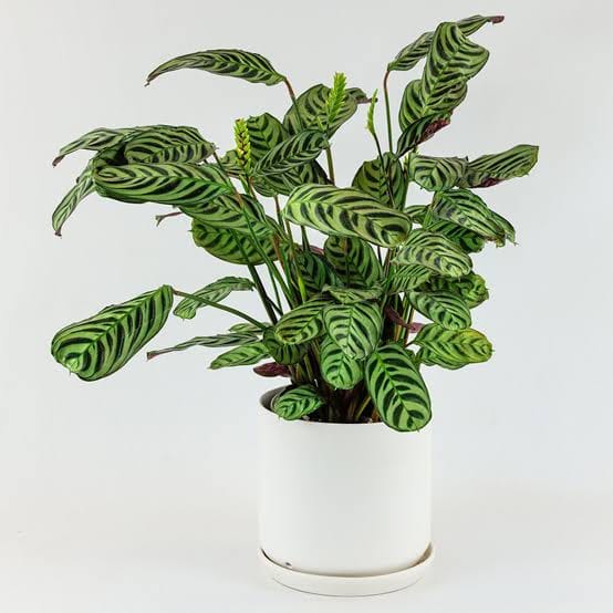 Calathea Burle Marxii Maranta healthy live foliage plant – Foliages India