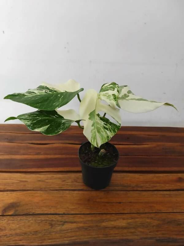 Monstera Deliciosa Snow White – Rare Collector's Plant - Aloevera Greens