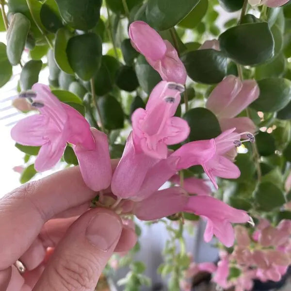 Pink Lipstick Plant (Aeschynanthus)