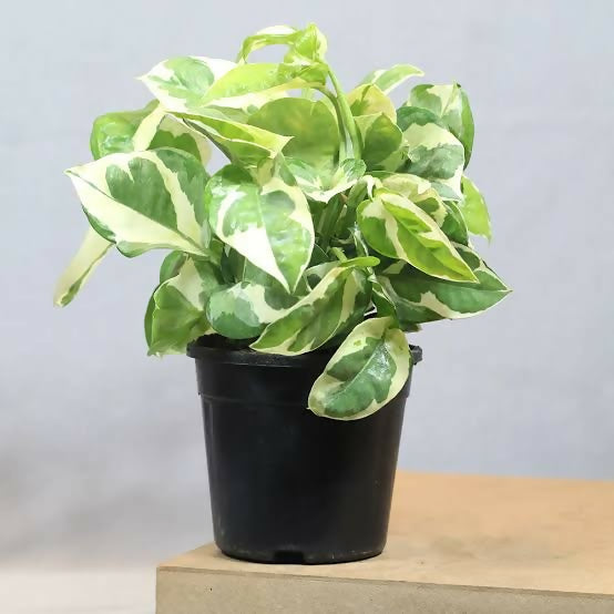 Money plant Njoy