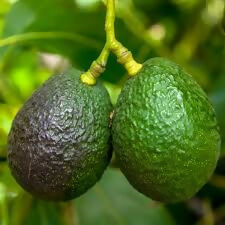 TKK Avocado Live – Live Grafted Exotic Fruit Tree - Keyfarm Wayanad