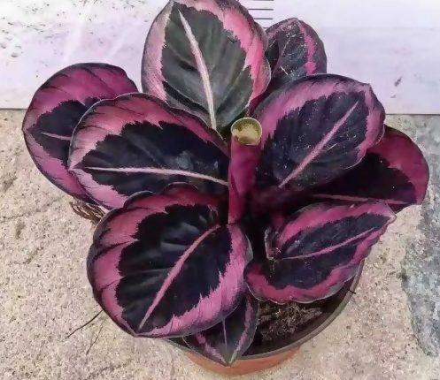 The Lush Flora Calathea Red Wine Prayer Plant