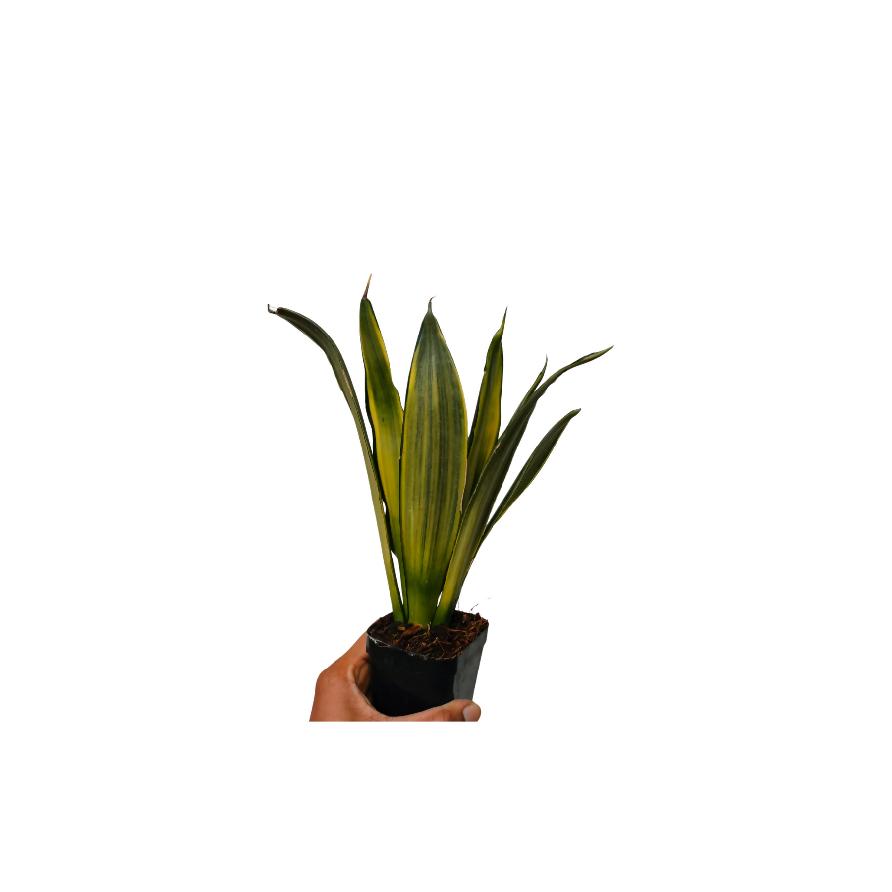 sansevieria Silver Spears
