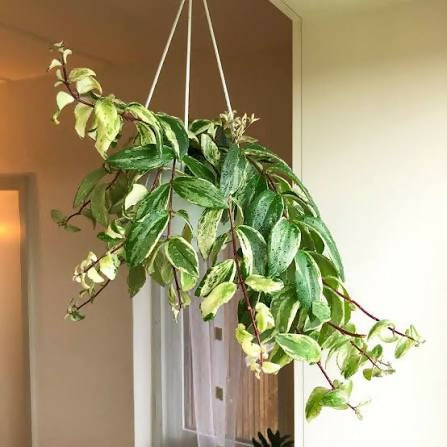 Curly hoya lipstick plant(Aeschynanthus radicans 'Curly' variegated)