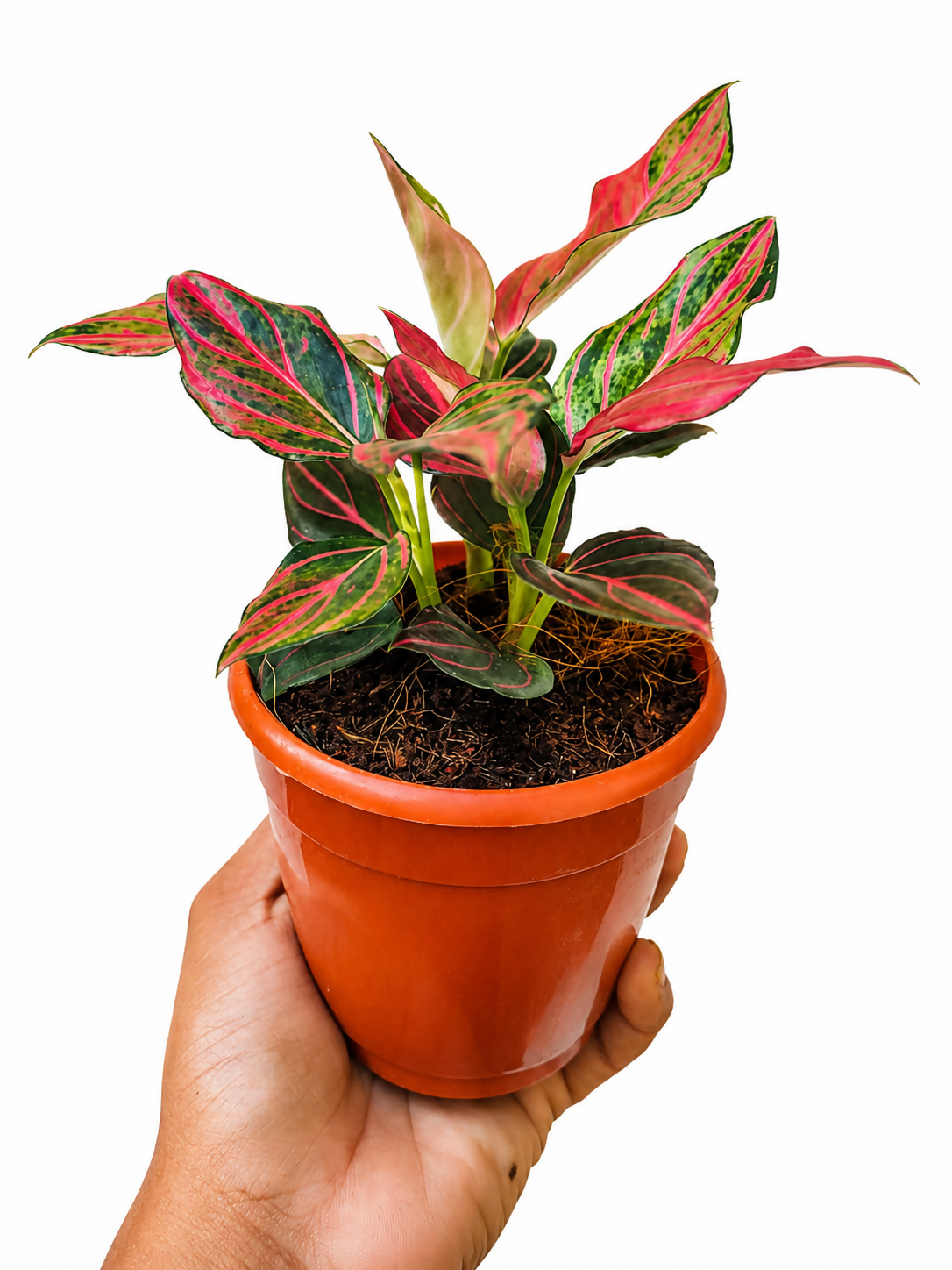 Aglaonema Red Wine