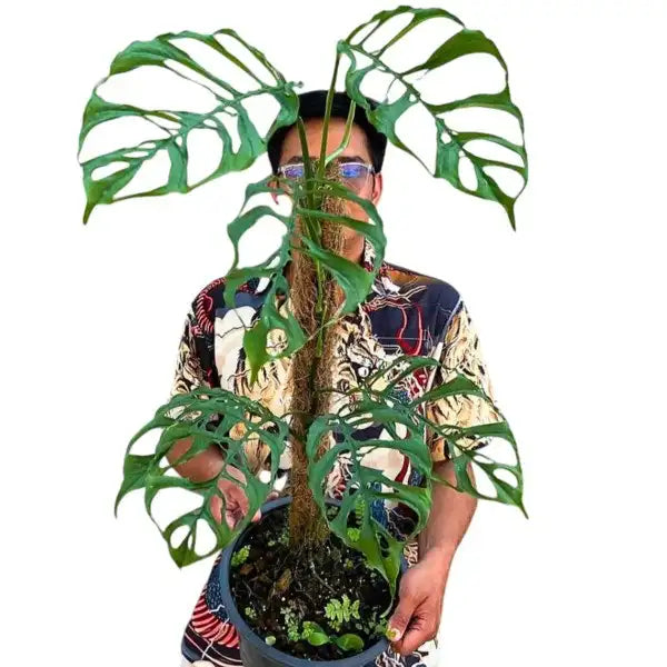 Monstera Obliqua - Rare