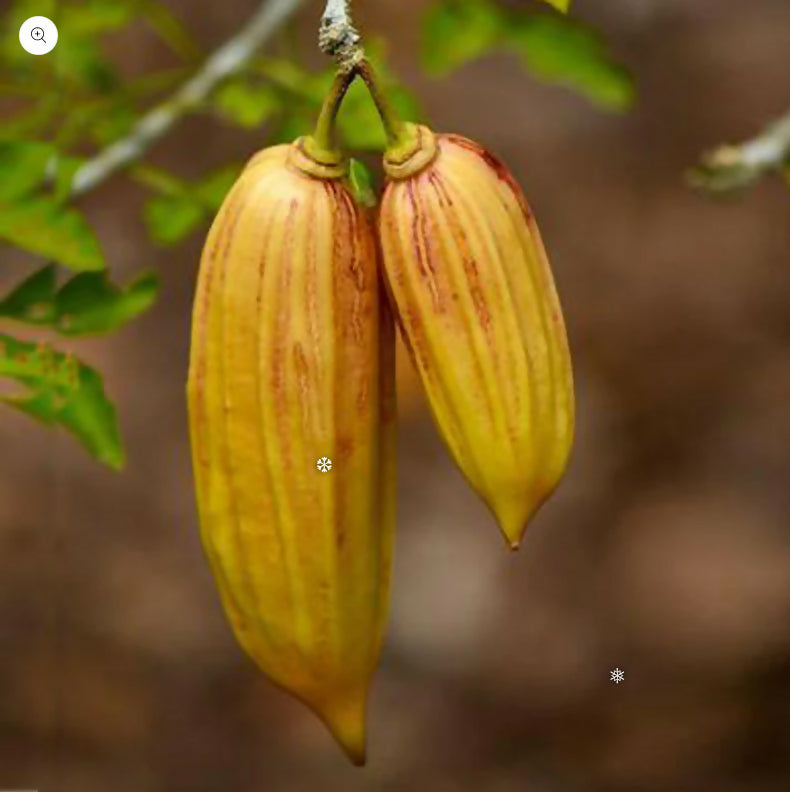 Candle Fruit Plants (Parmentiera Cereifera)