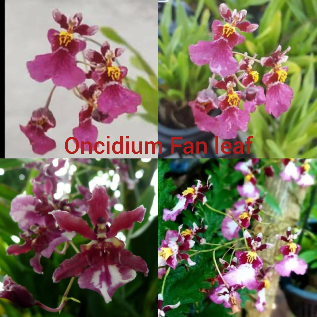 Oncidium Orchids Fan Leaf