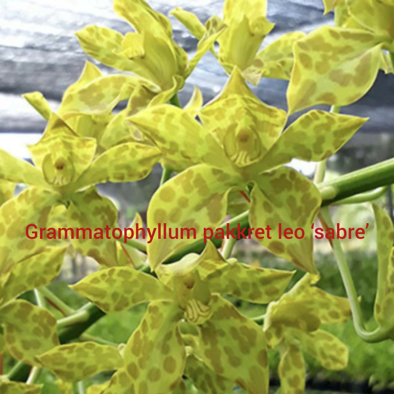 Grammatophyllum Orchid Pakkret Leo 'Sabre'