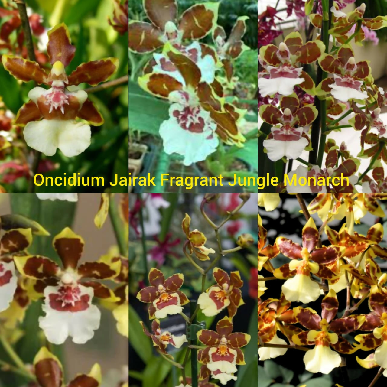 Oncidium Orchids Jairak Fragrant Jungle Monarch