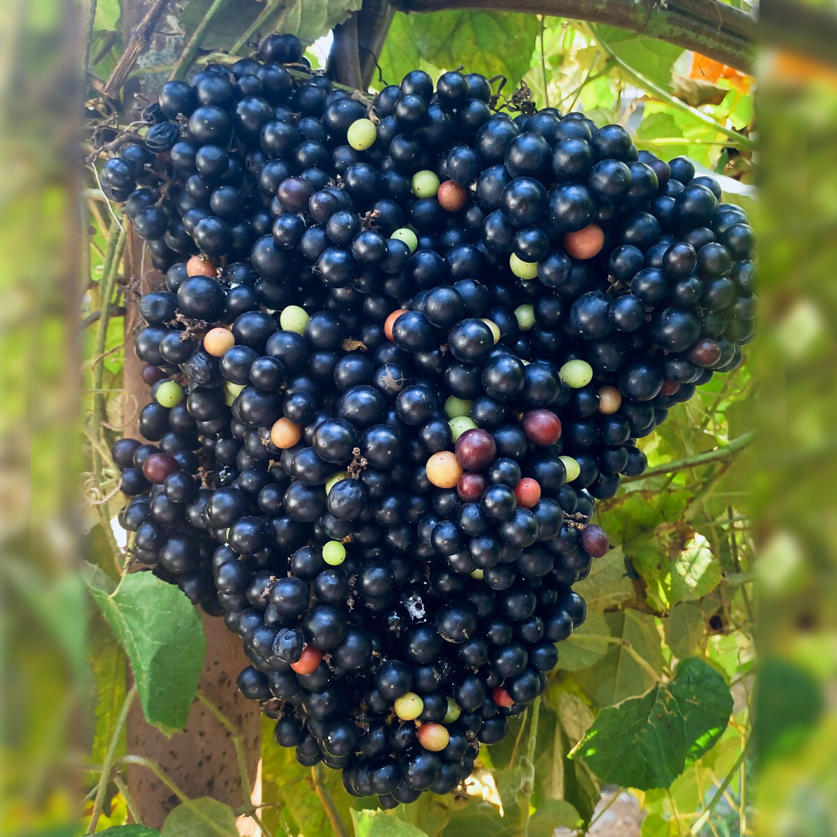 Cambodian Wild Grape Live Plant (Ampelocissus martini)