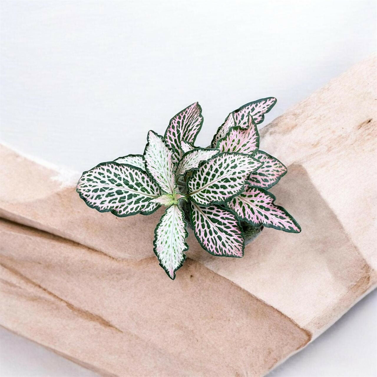 Fittonia-7 plants combo- Jiffy sized