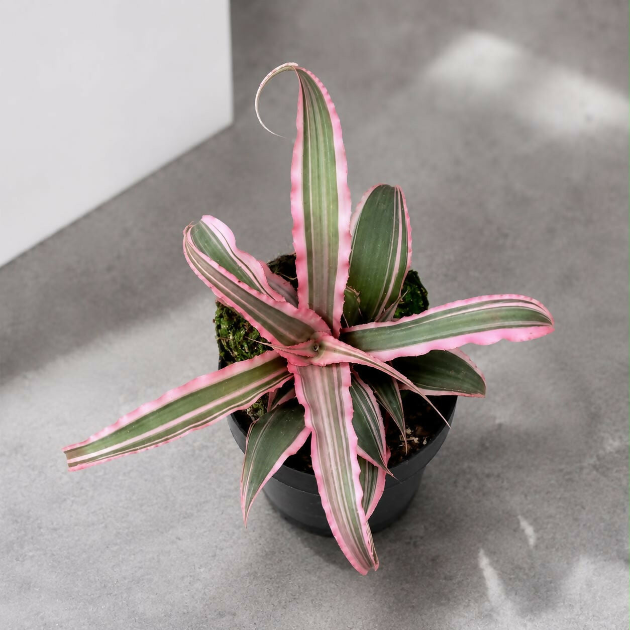 Cryptanthus Earth Star Combo – Jiffy Sized - Tharappel Nursery