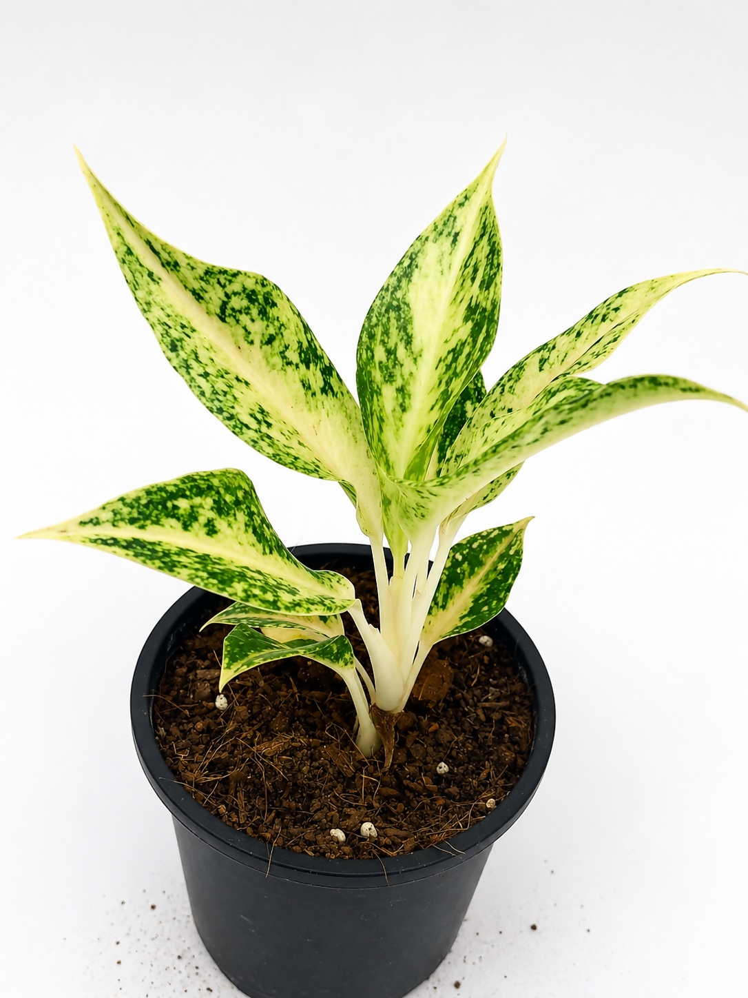 Aglaonema Lakchai Chinese Evergreen – TC Plant - Ethereal DNA