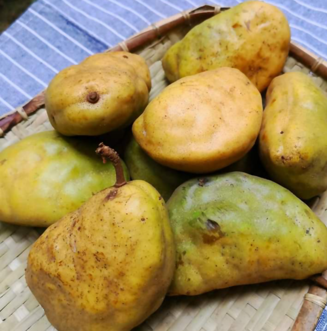 Nam Nam Fruit Plants (Cynometra Cauliflora)