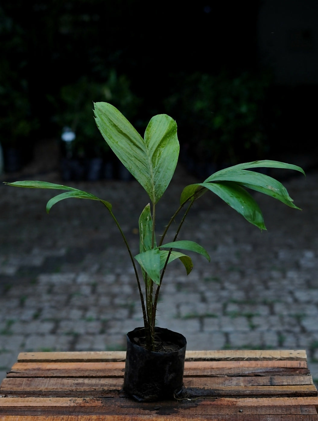 Red Salak fruit (Salacca Zalacca)