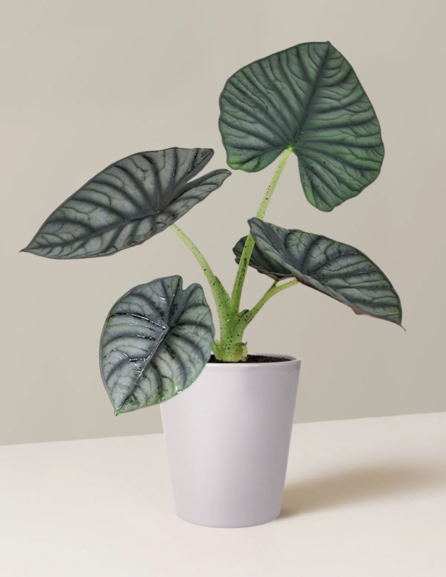 Alocasia Nebula