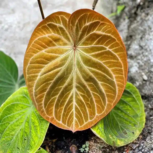 gold anthurium Anthurium King Of Spades Golden – Foliages.in