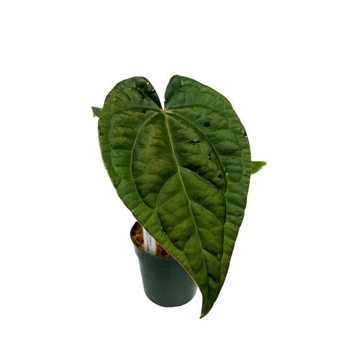 Anthurium AOS x Luxurians - Rare