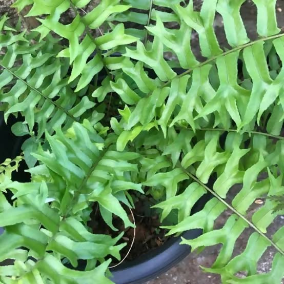 Nephrolepis falcata (Fish-tail fern)