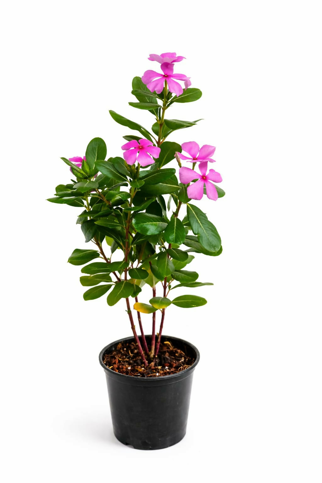 Vinca