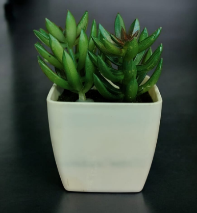 ARTIFICIAL PLANT Succulent