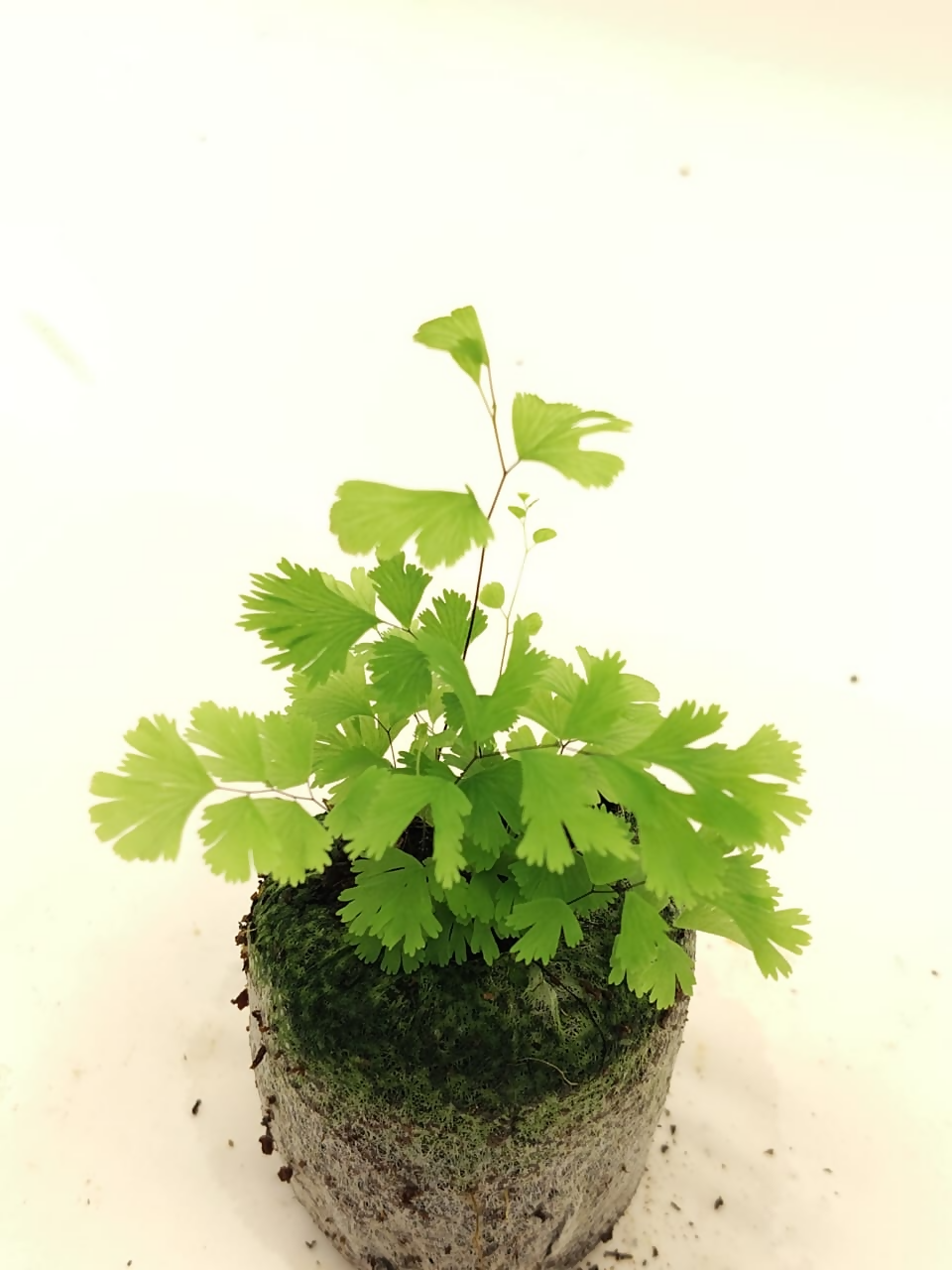Peacock Fern in indoor pot – exotic plant collection – Foliages India