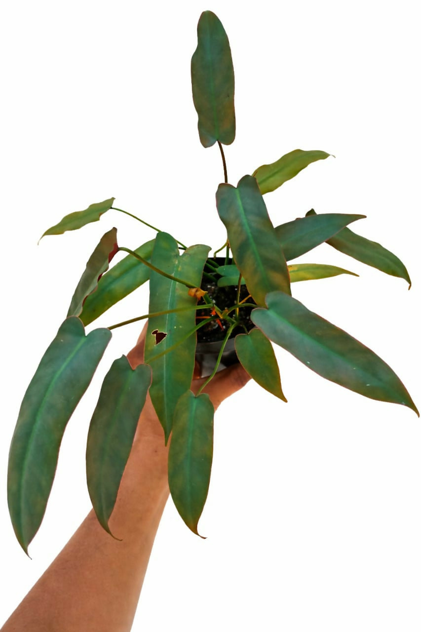 Philodendron Atabapoense