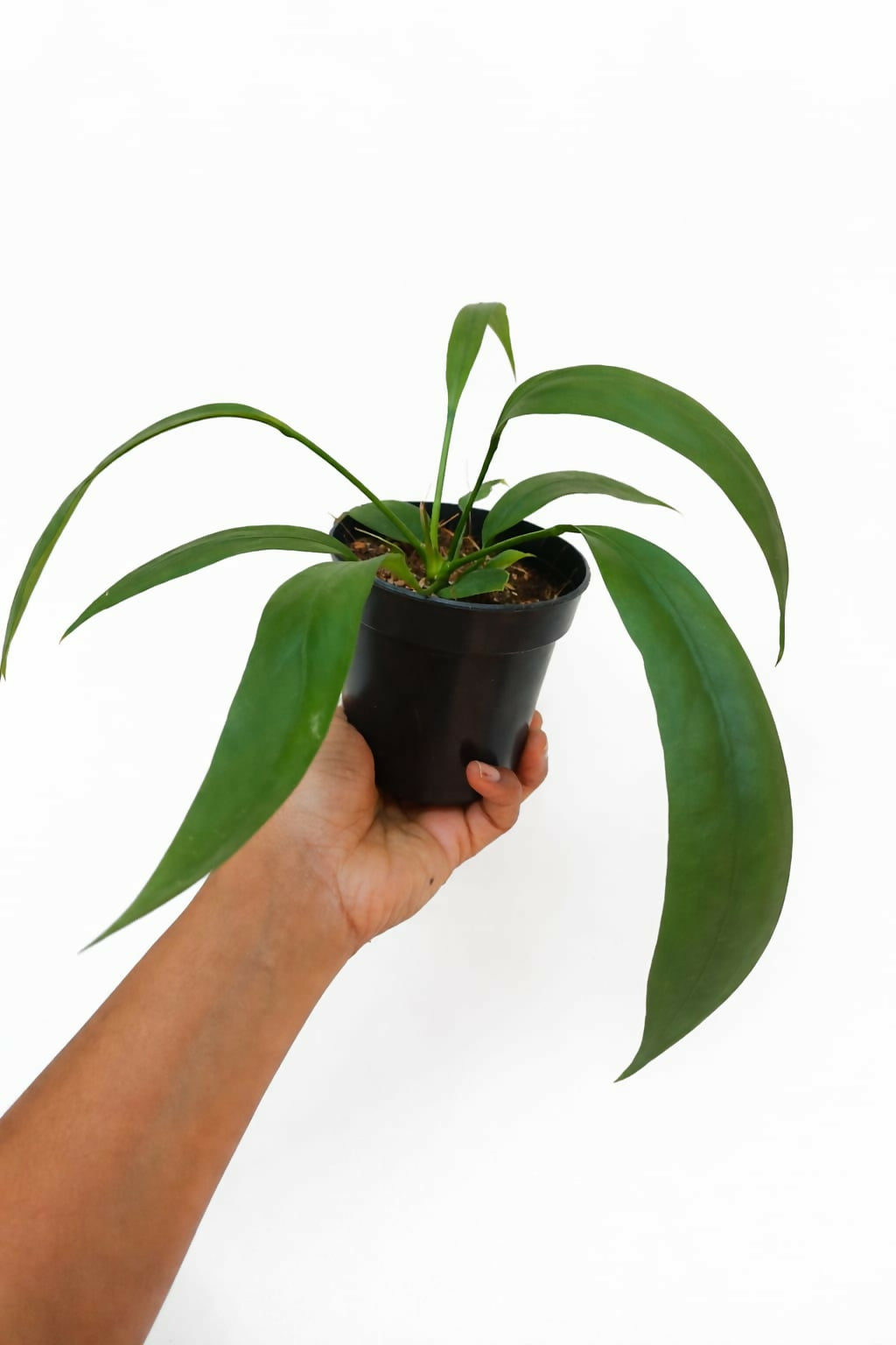 Anthurium Vittarifolium