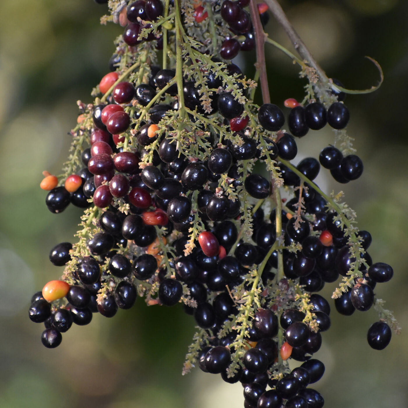 KAK JAM Fruit Plants (Lepisanthes Rubiginosa)