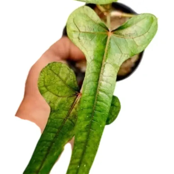 Abelmoschus Manihot sp. papua Cenderawasih - Super Rare