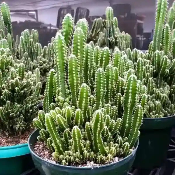 Acanthocereus Tetragonus - Fairy Castle Cactus